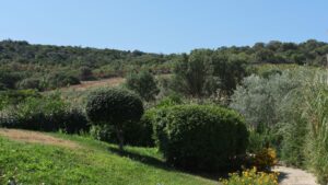 alberi e vegetazione di macchia mediterranea nei dintorni del b&b Multaiola